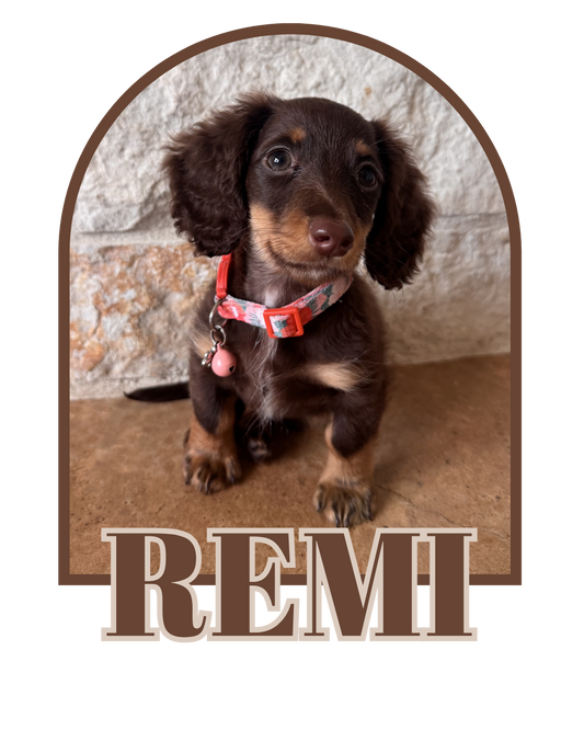 Remi (Dam)