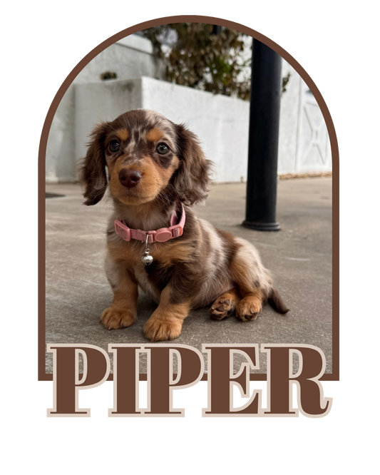 Piper (Dam)